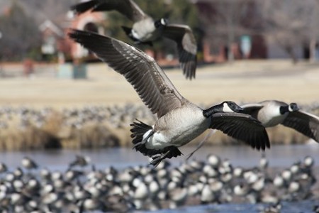 Bird in Flight Bird in Flight