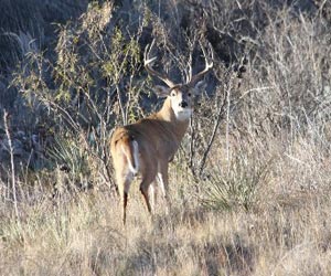 Deer in Clearing Deer in Clearing