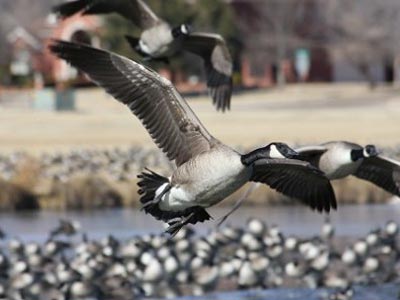 Bird in Flight