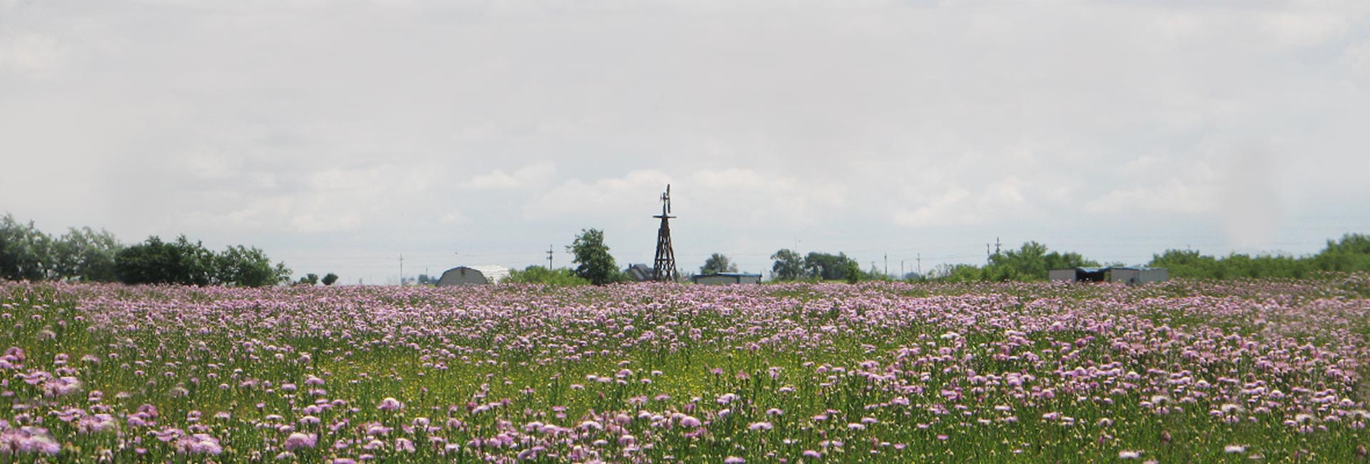 Grassland with Pink Flowers